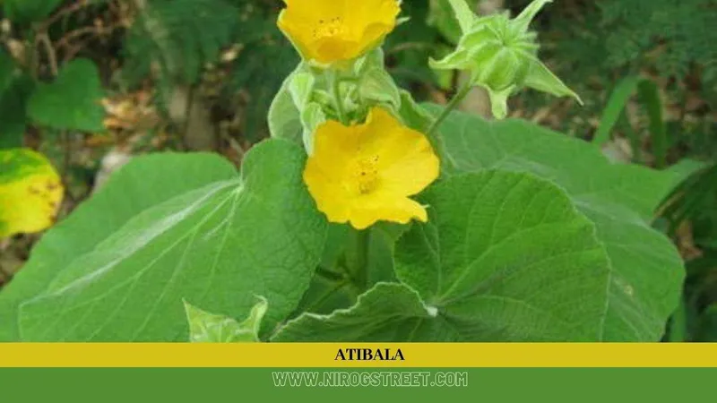 Atibala: Health Benefits, Uses, Dosage and Side Effects